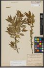 Foto von Salix triandra subsp. triandra L.